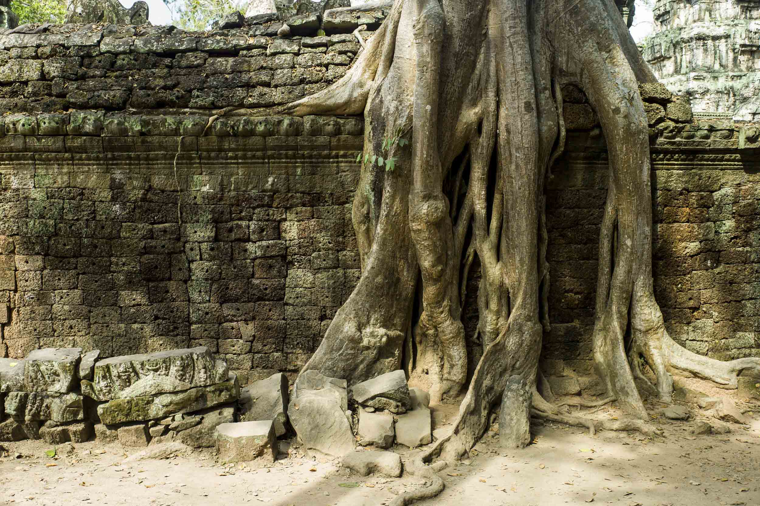 Known for the many tree roots strangling its structure, the 12th-century Ta Prohm temple was built for Buddhist worship and dedicated to King Jayavarman VII’s mother, 2012