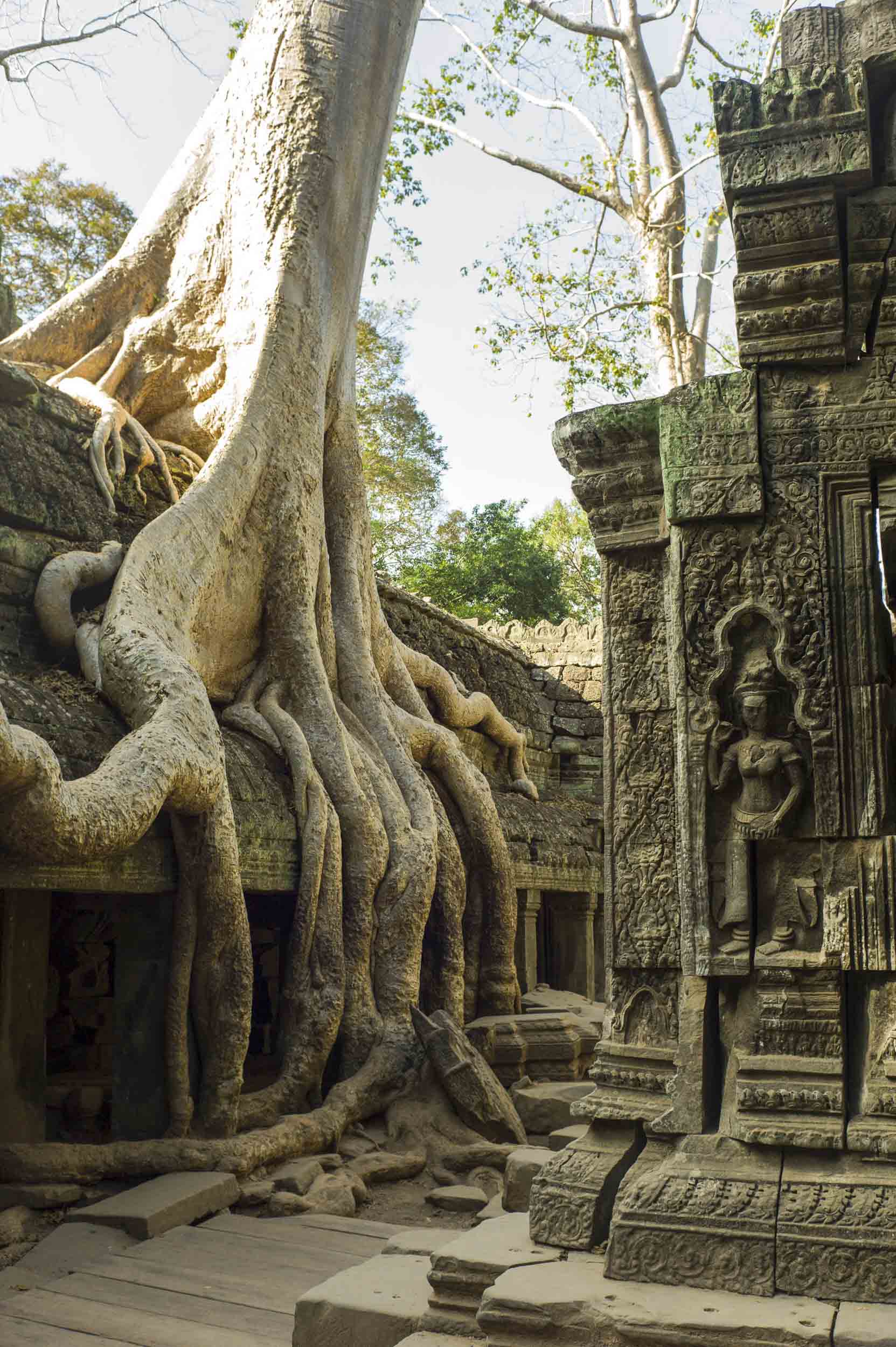 Ta Prohm, 2012