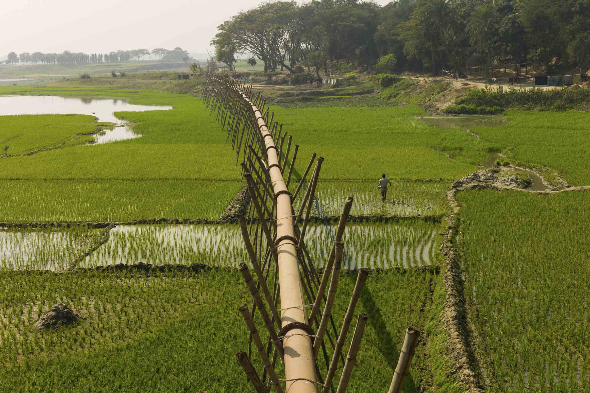 Rice fields cover the agrarian Savar region, an area known for its snake charmers, 2012