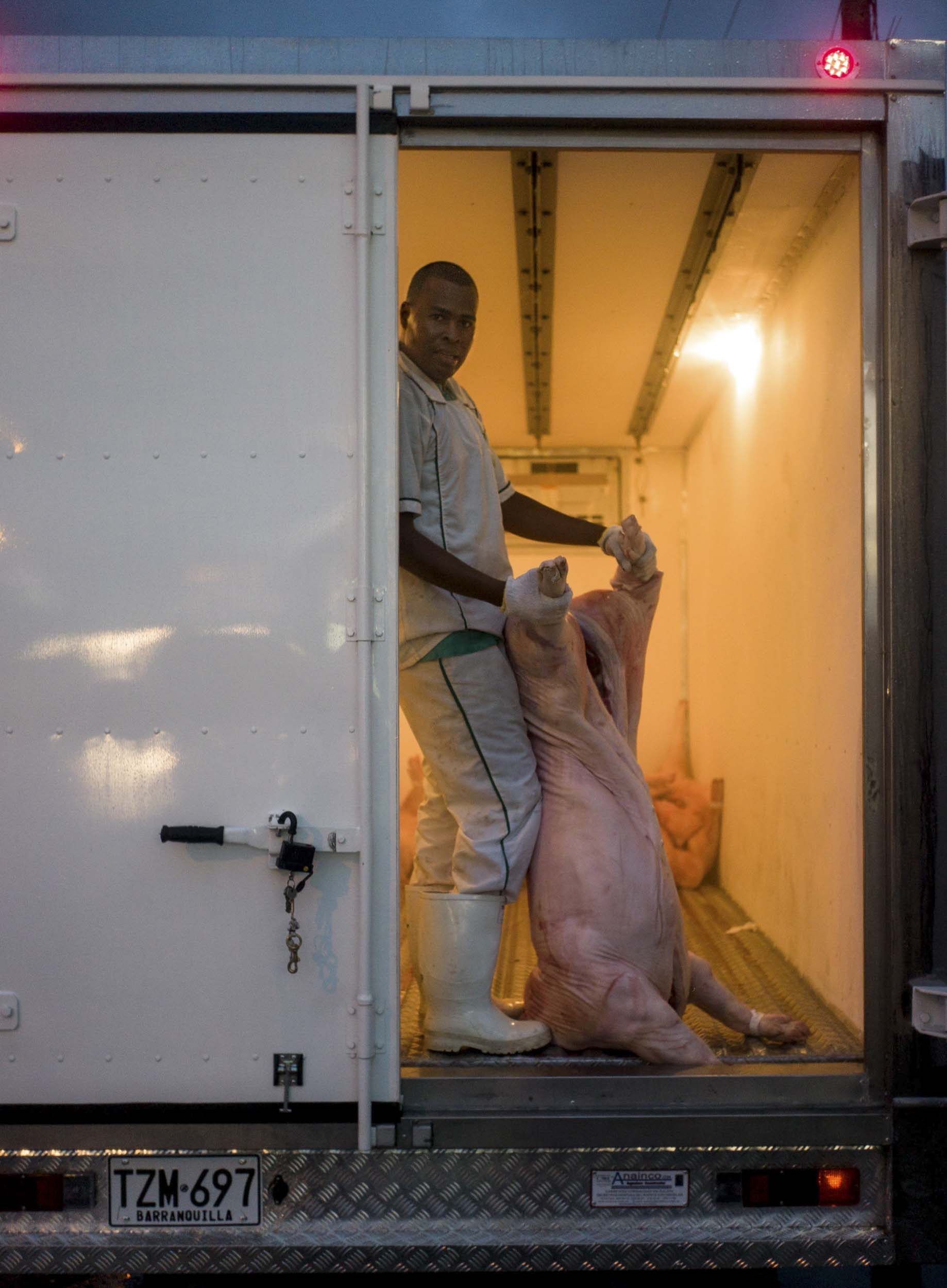 A worker unloads unbutchered hogs outside a Cartagena grocery store, 2014