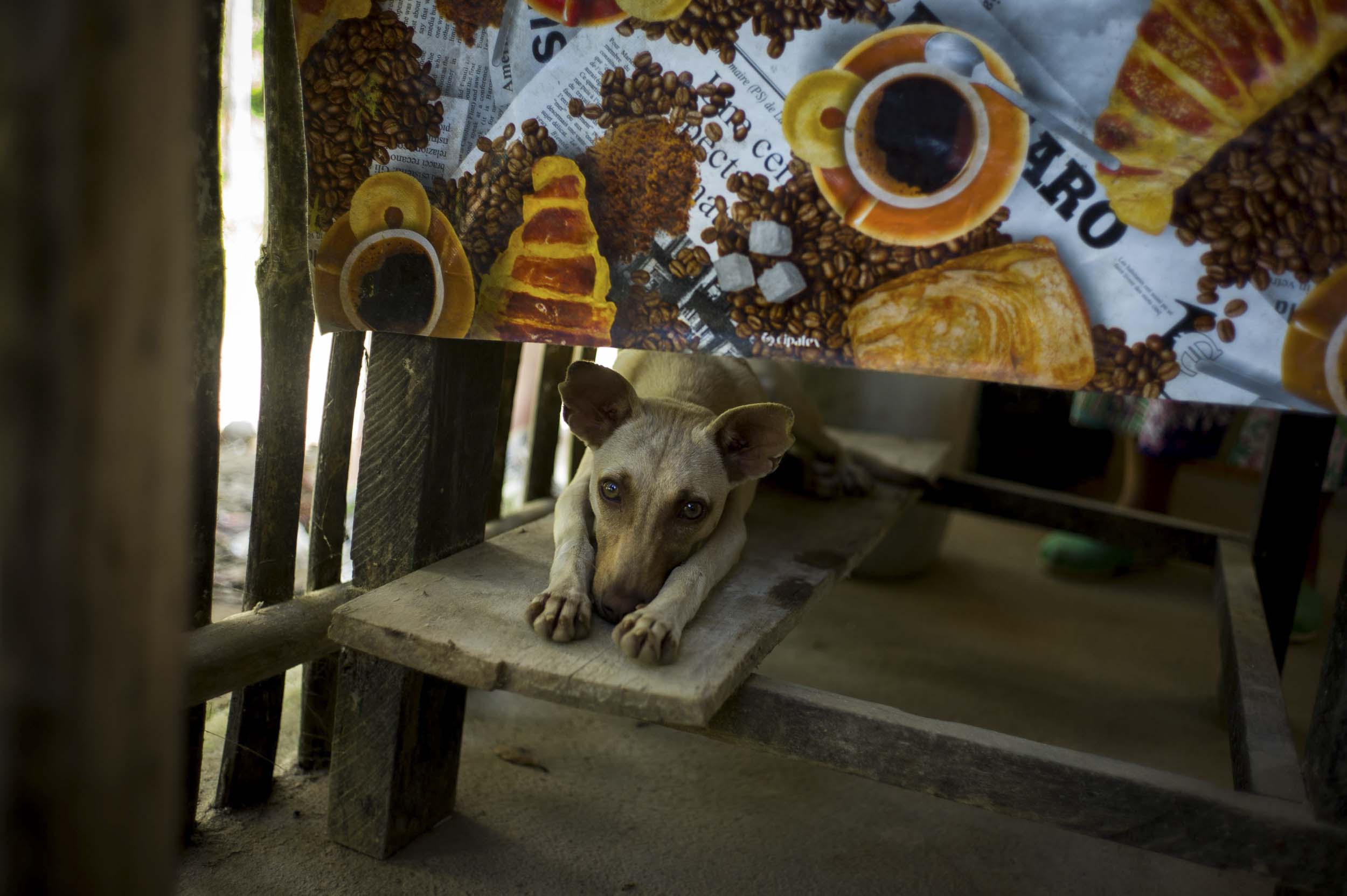 Inside a simple shop selling coffee, coca leaves, and raw cacao in Minca, 2014