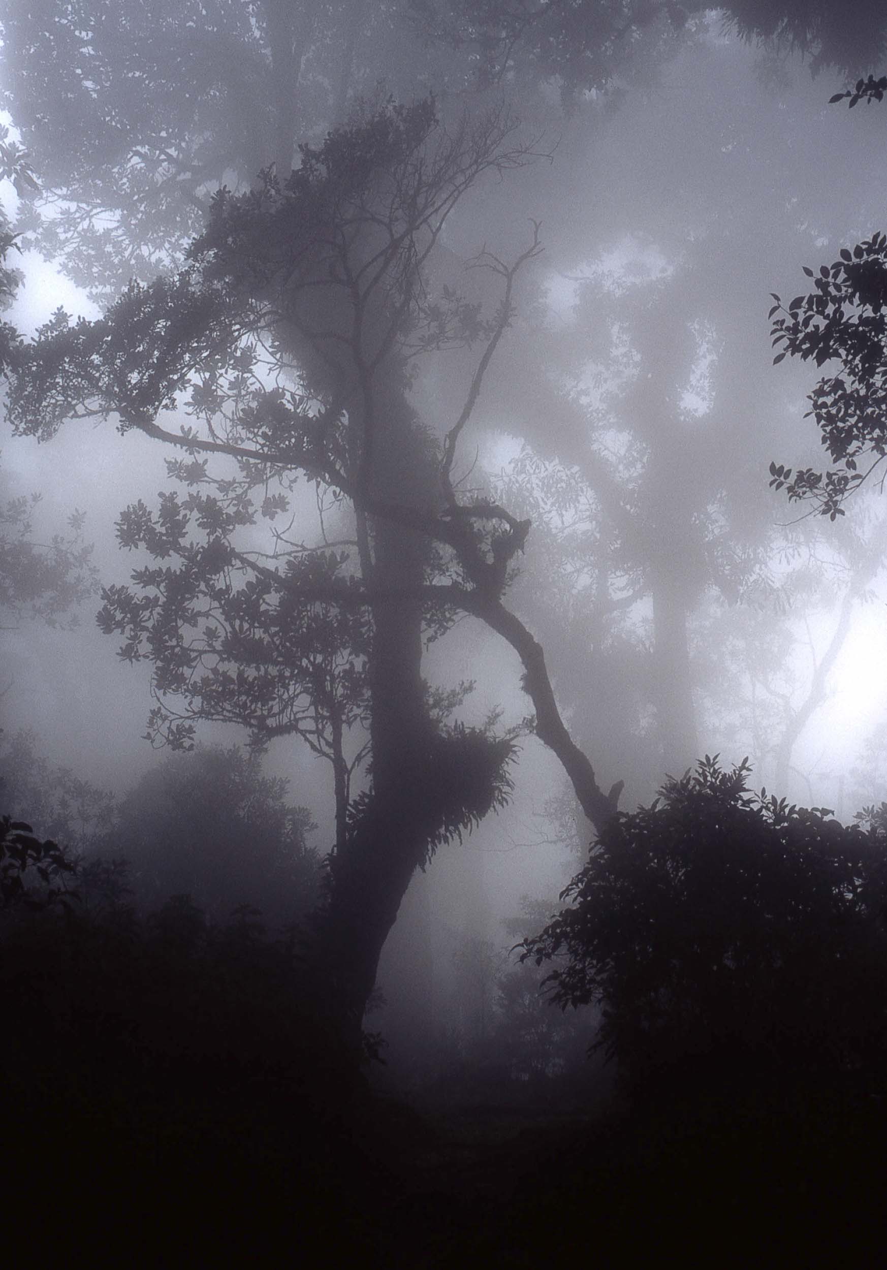 El Impossible Park, Northern El Salvador, 2004