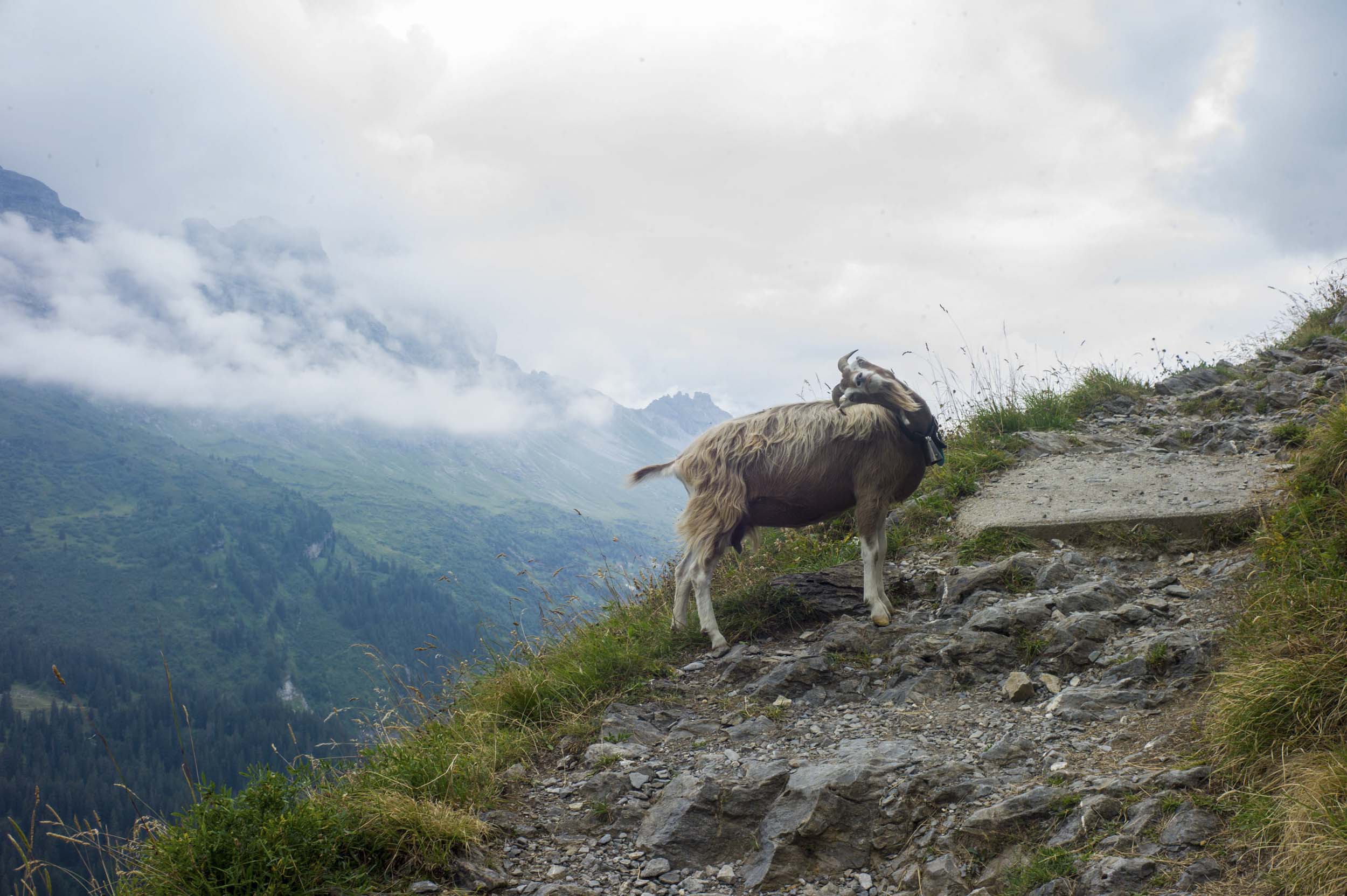 Trekking with goats in Melchsee-Frutt, 2015
