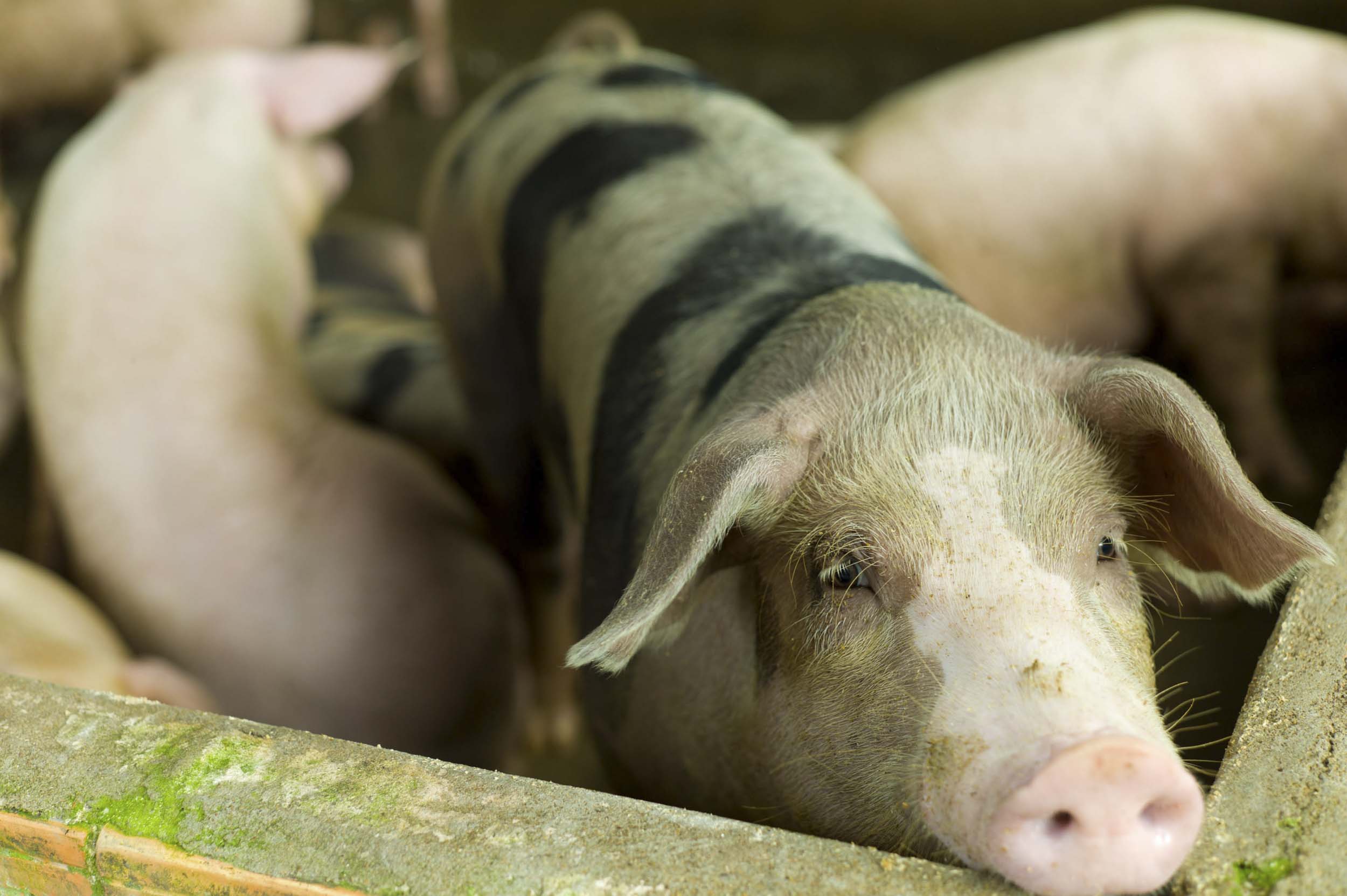 Penned hogs at a vermicelli noodle factory in the Mekong River Delta region, 2011
